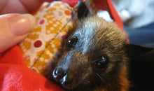 Load image into Gallery viewer, Bat Wrap for an Injured Bat
